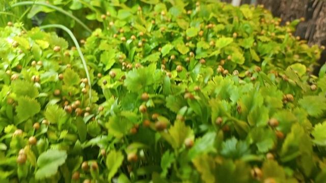 Микрозелень дома смотреть онлайн