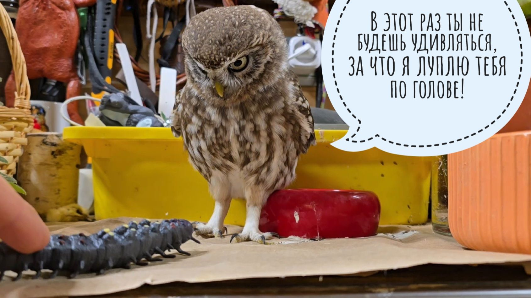 Тестирую резиновых ужасениц на вредном сыче Лучике, настраиваю новые датчики для "Умного дома" смотреть онлайн