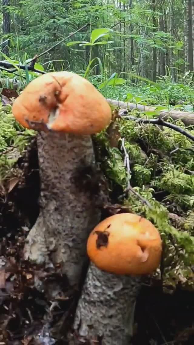 Нашёл чудо природы в лесу и обалдел! Грибы 2024 #лес #грибы #природа смотреть онлайн