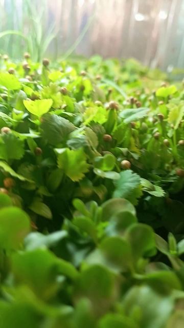 Микрозелень дома смотреть онлайн