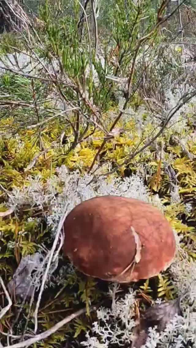 МЕЧТА всей ЖИЗНИ попасть в ТАКОЙ ЛЕС. Сказочная Карелия смотреть онлайн