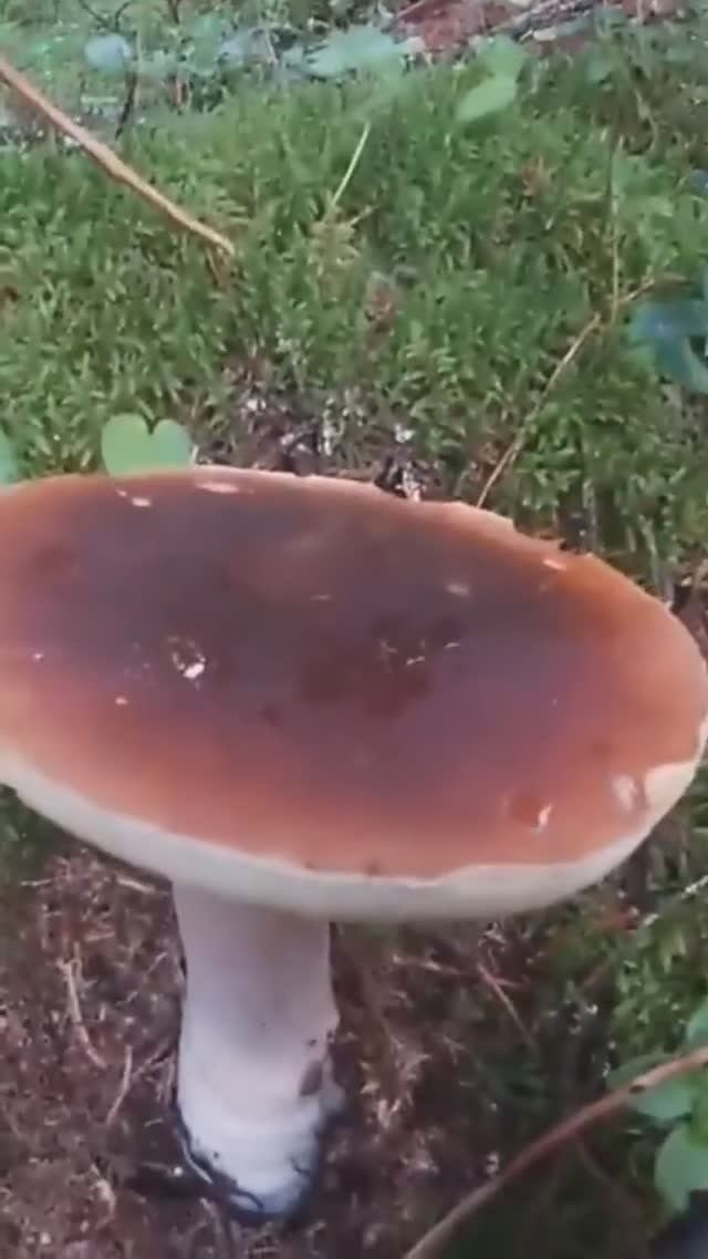 Таких ДЛИННОНОГИХ белых ЕЩЕ не ВСТРЕЧАЛ! #лес #грибы #forest #mushroom смотреть онлайн