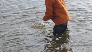 Островок рыбака. хутор Садки.Запуск дополнительных красавцев в наш акваторий.