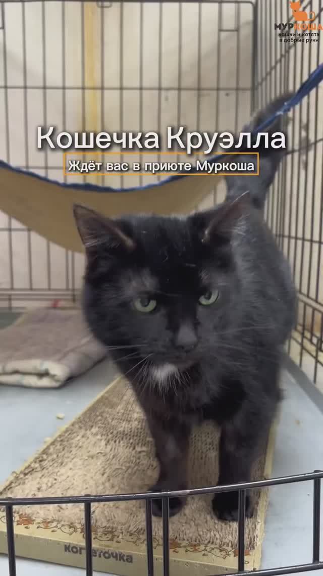 Круэлла ждёт вас в приюте #Муркоша смотреть онлайн