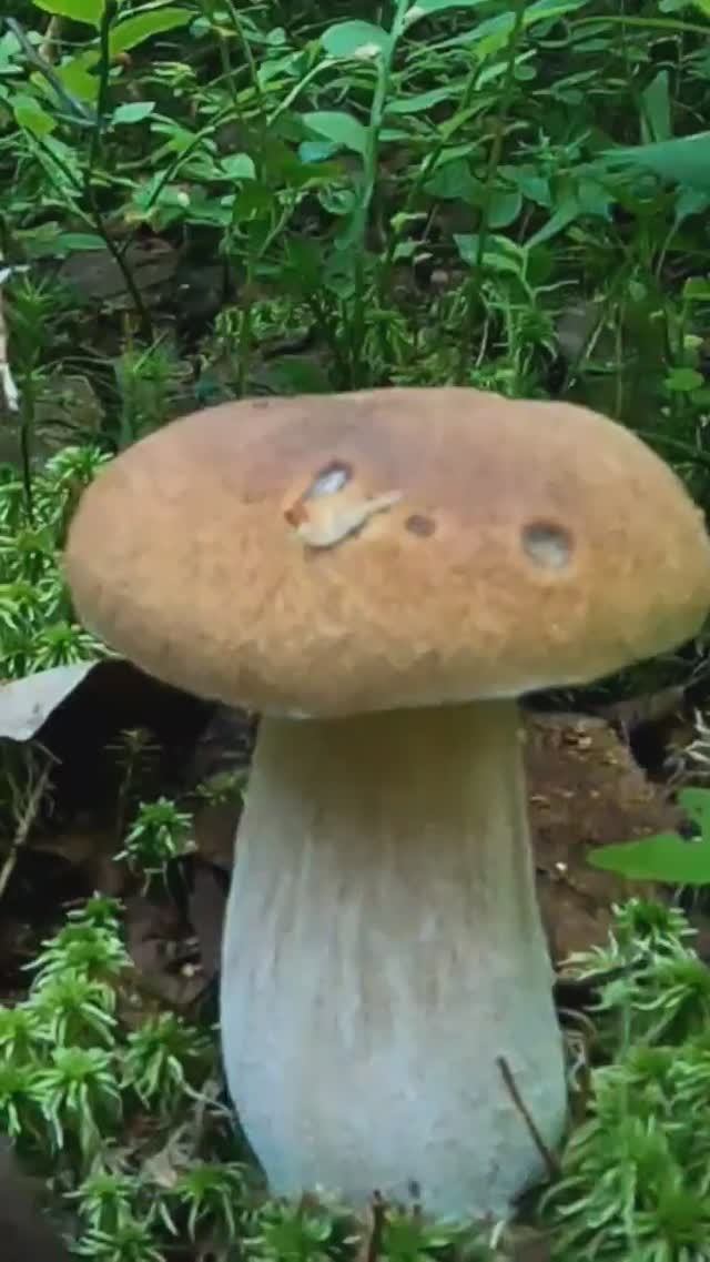 Грибы повсюду! Нашёл грибной лес, такого не ожидал #shorts #лес #грибы #forest #mushroom смотреть онлайн