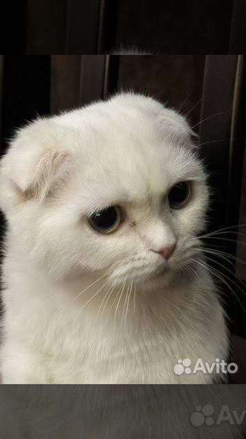 какойкотикмилеепишивкаменты❤#shorts смотреть онлайн