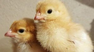 А вот и легендарная инкубация куриных яиц...