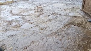 Резаная солома после пресса