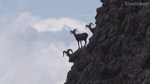 Корякское нагорье - видео-зарисовки.