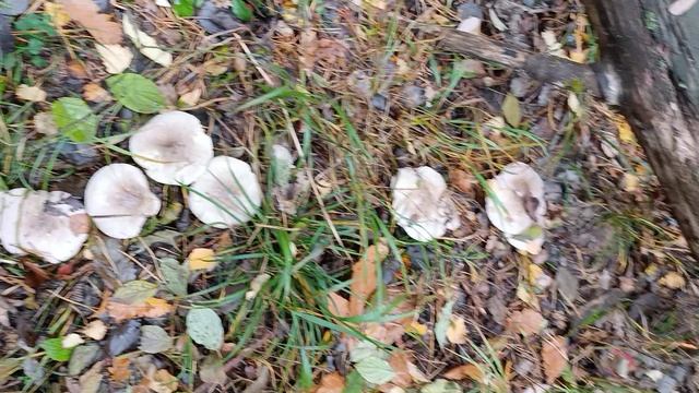 Осенняя охота рядовки говорушка дымчатая смотреть онлайн