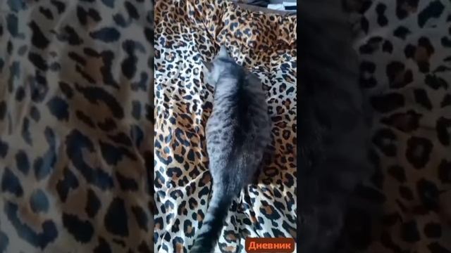 Дневник больных и выздоравливающих. смотреть онлайн