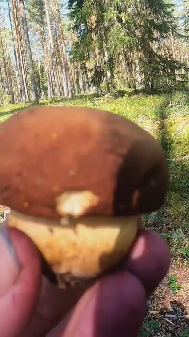 Находка в лесу шокировала, такого не ожидал! Нашёл гриб камень Сказочная Карелия #shorts #лес #грибы смотреть онлайн