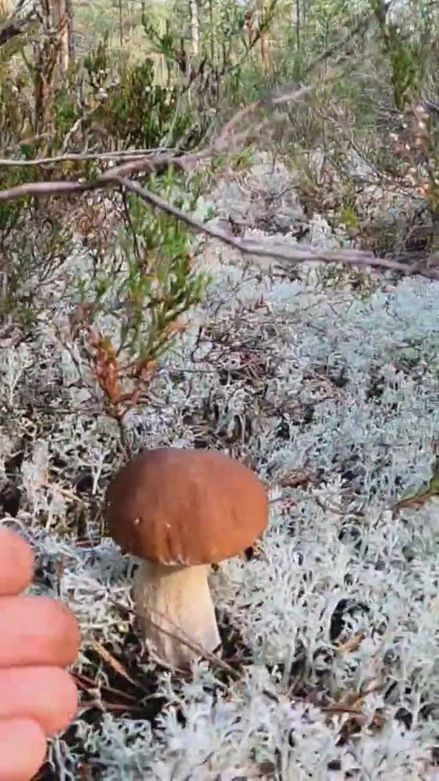 Зашёл в СОСНЫ нашёл ЭТО ЧУДО в БЕЛОМ мху и ОБАЛДЕЛ. Сказочная Карелия смотреть онлайн