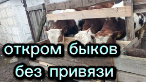 Откорм быков без привязи  #деревня #село #откорм #телята #корова
