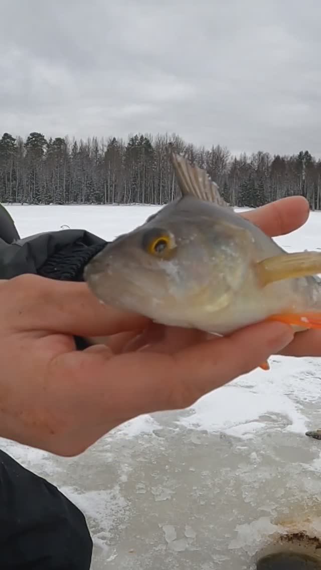 Рыбак обалдел, а говорят рыба не клюёт #shorts смотреть онлайн