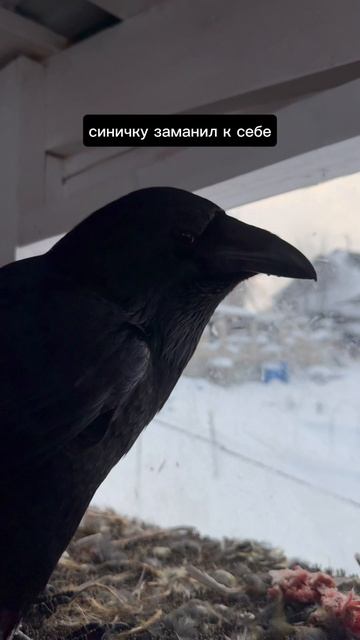 Ворон охотник смотреть онлайн