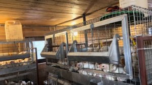 Получила второе высшее образование! Вернули одного « бычка»! Новости нашей фермы! Жизнь в деревне!