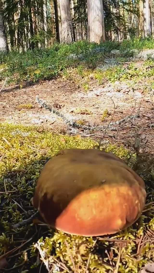 Такого ЧУДА грибник ДАВНО НЕ ВСТРЕЧАЛ ! Это СКАЗКА, я в шоке! Сказочная Карелия #лес #грибы смотреть онлайн