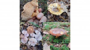 Грибалка. Сезон закрыт