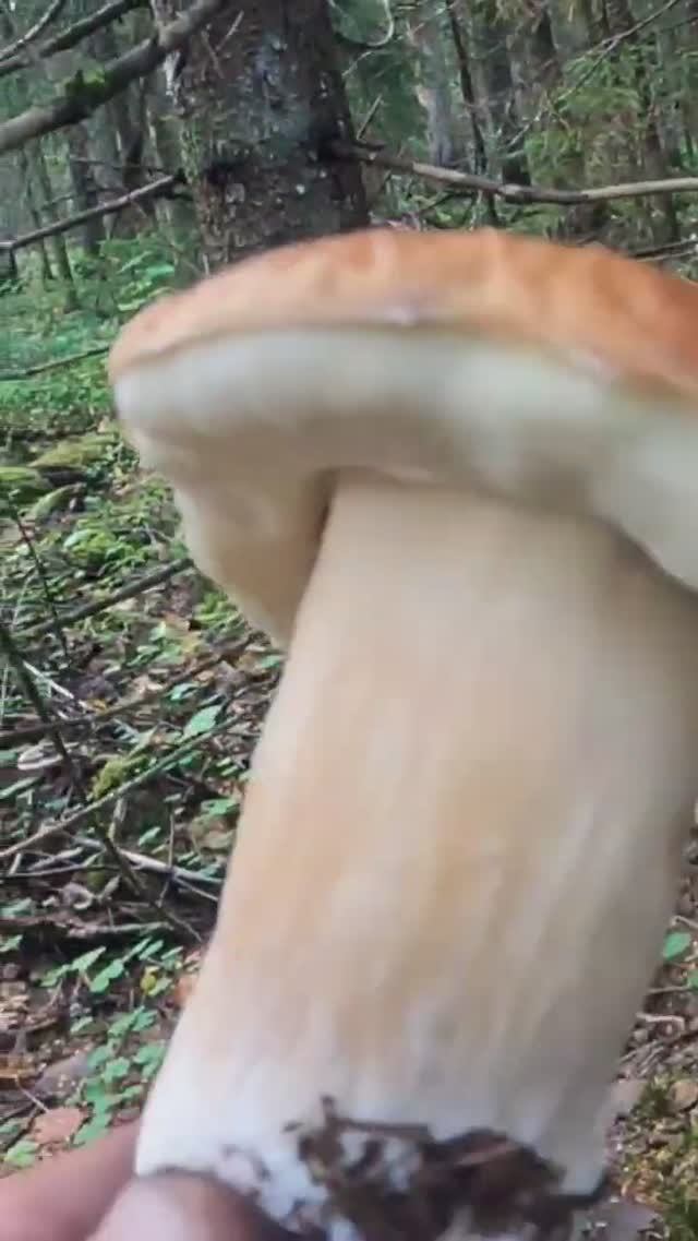 Всю жизн мечтал попасть в этот лес. Сказочная Карелия белые грибы смотреть онлайн