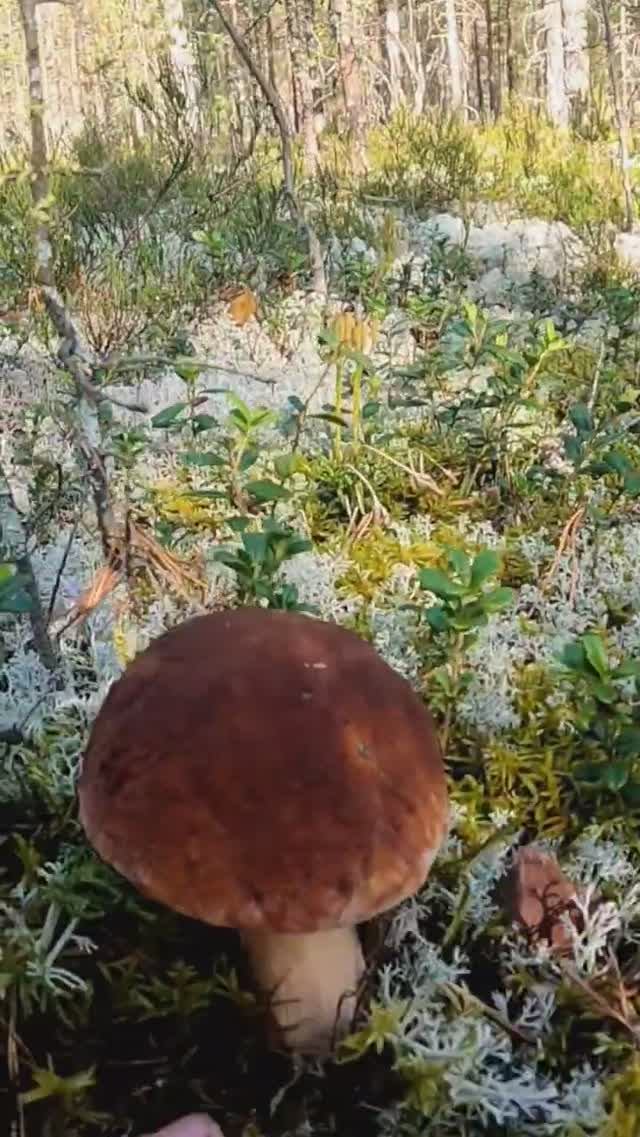 Такого ЧУДА грибник ДАВНО НЕ ВСТРЕЧАЛ ! Это СКАЗКА Сказочная Карелия #shorts смотреть онлайн