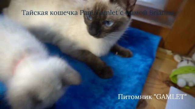 Тайская кошечка Pani Gamlet и ее мама Brianna Gamlet, окрас сил-пойнт смотреть онлайн
