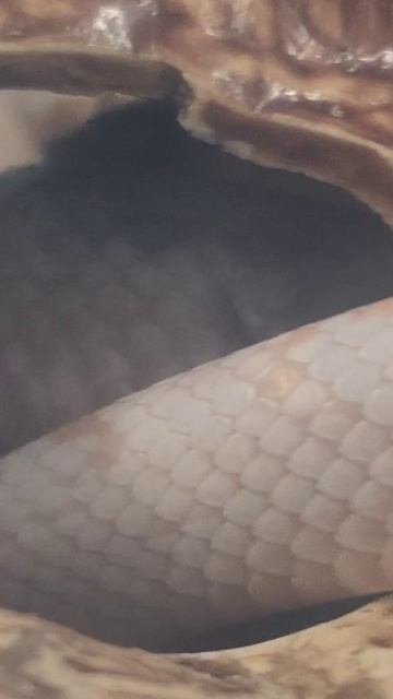 Карамелька уже заценила новый домик! смотреть онлайн