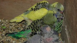 Размножение овец и попугаев.