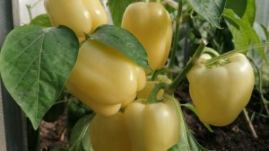 Нежный вкус плодов и устойчивость к неблагоприятным погодным условиям делают его идеальным