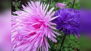 Астры однолетние: простые правила выращивания и ухода для пышного цветения