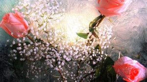 Песня "Зимние розы"