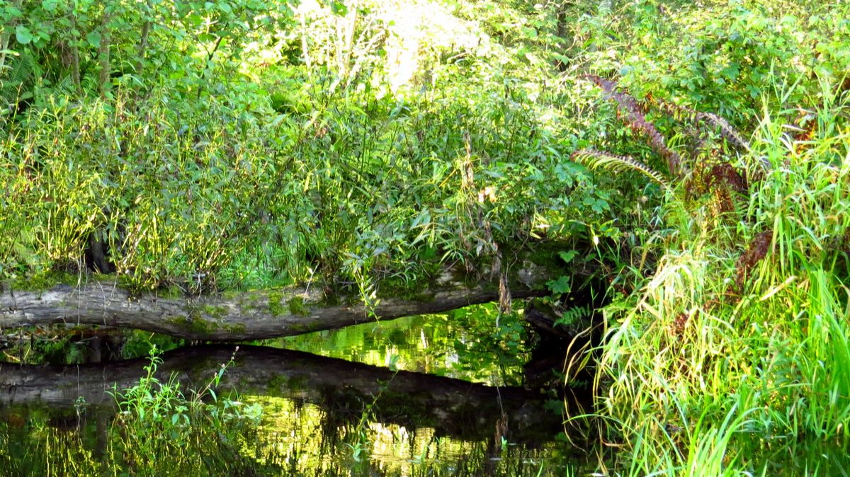 Заросли у ручья смотреть онлайн