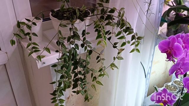 Девочки 😍добрый вечер смотрите чё я сегодня купила 🤗радуюсь как ребенок!! Хойя БЕЛЛА!она чудесна смотреть онлайн