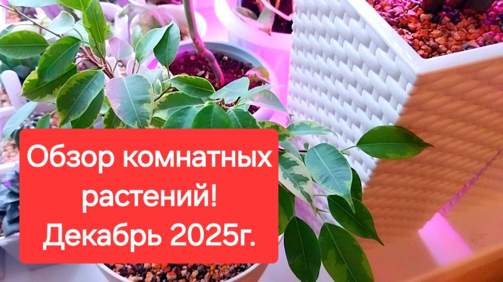 Обзор комнатный растений. Декабрь 2025г.🎄💖 смотреть онлайн