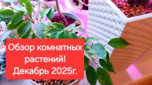 Обзор комнатный растений. Декабрь 2025г.🎄💖