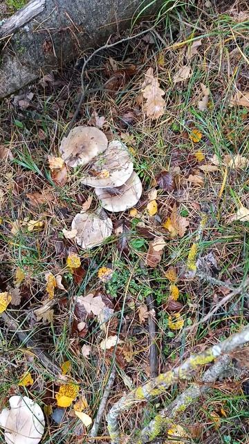 Попалась рядовки говорушка дымчатая , которая растет в один ряд смотреть онлайн