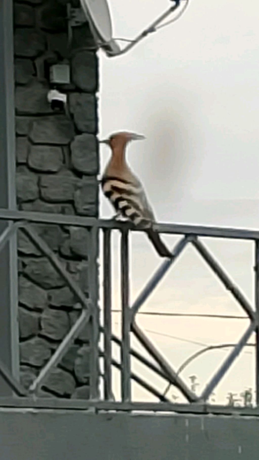 тиси смотреть онлайн