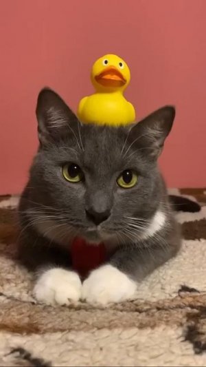 ЕСЛИ БЫ КОТЫ ХОДИЛИ В МАГАЗИН