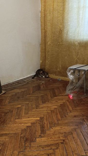 Чуня развлекается смотреть онлайн