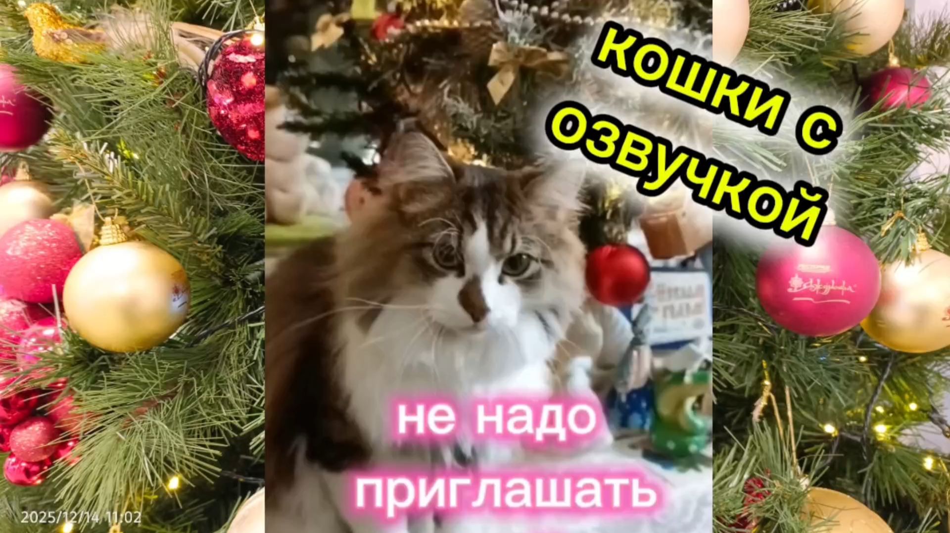 Кошки с озвучкой. смотреть онлайн