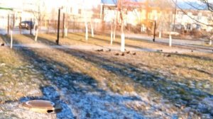 Воронежская обл, прогулка по Таловой сегодня с утра 14 декабря 2025 года