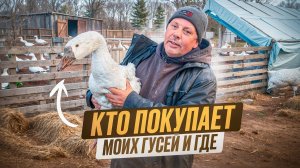 Бизнес на гусях: СКОЛЬКО платят и КТО их покупает(личный опыт). #МоеПодворье