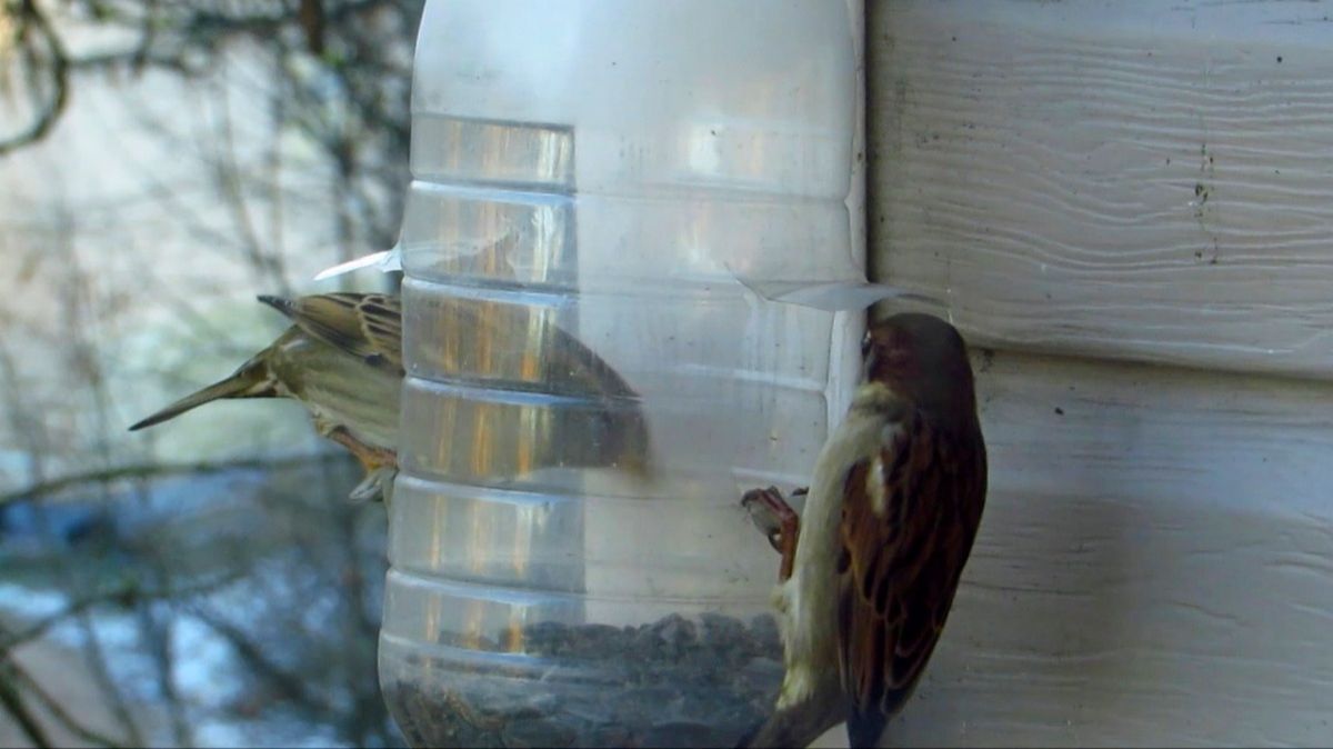 Кормушка смотреть онлайн