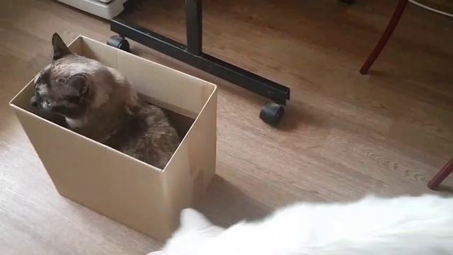 Леся и Сёма - В большой семье клювом не щёлкают смотреть онлайн