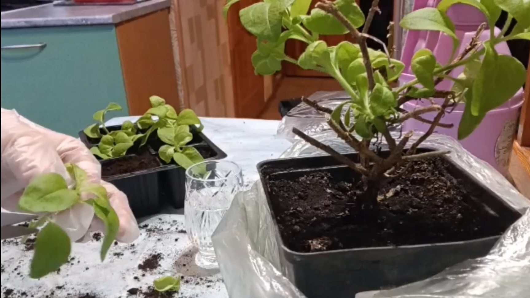 Черенкую петхоа, сажаю колеусы. 14-12-2025 смотреть онлайн