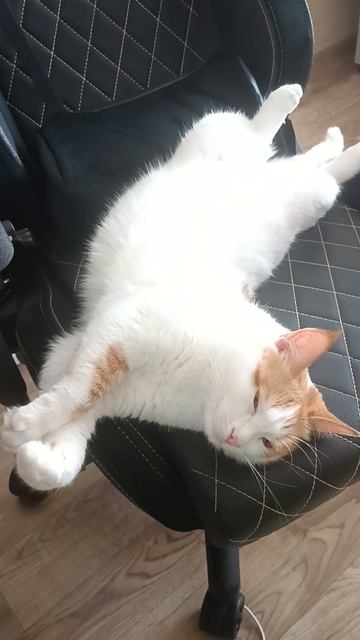 Кузя смотреть онлайн