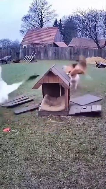 приключения гадëныша продолжаются 😆😆😆 смотреть онлайн