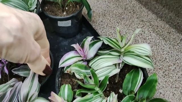 Традесканции зимой. Почему сохнут и пропадают. ГЛАВНЫЙ СЕКРЕТ УХОДА смотреть онлайн