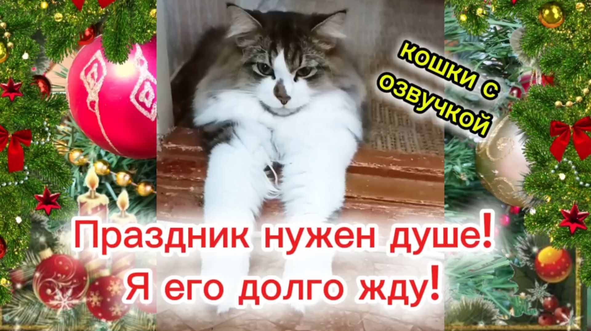 Кошки с озвучкой. смотреть онлайн