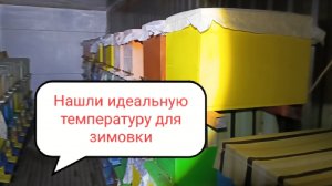 Нашли идеальную температуру для зимовки пчёл.